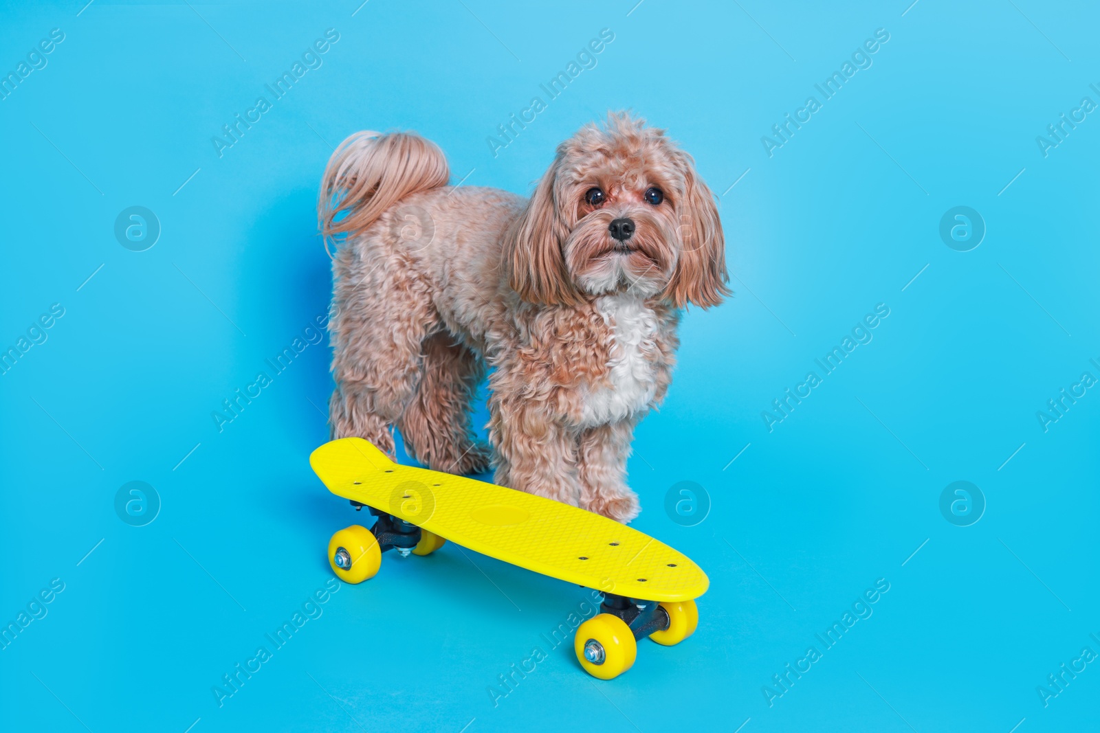 Photo of Cute Maltipoo dog with mini penny board against light blue background