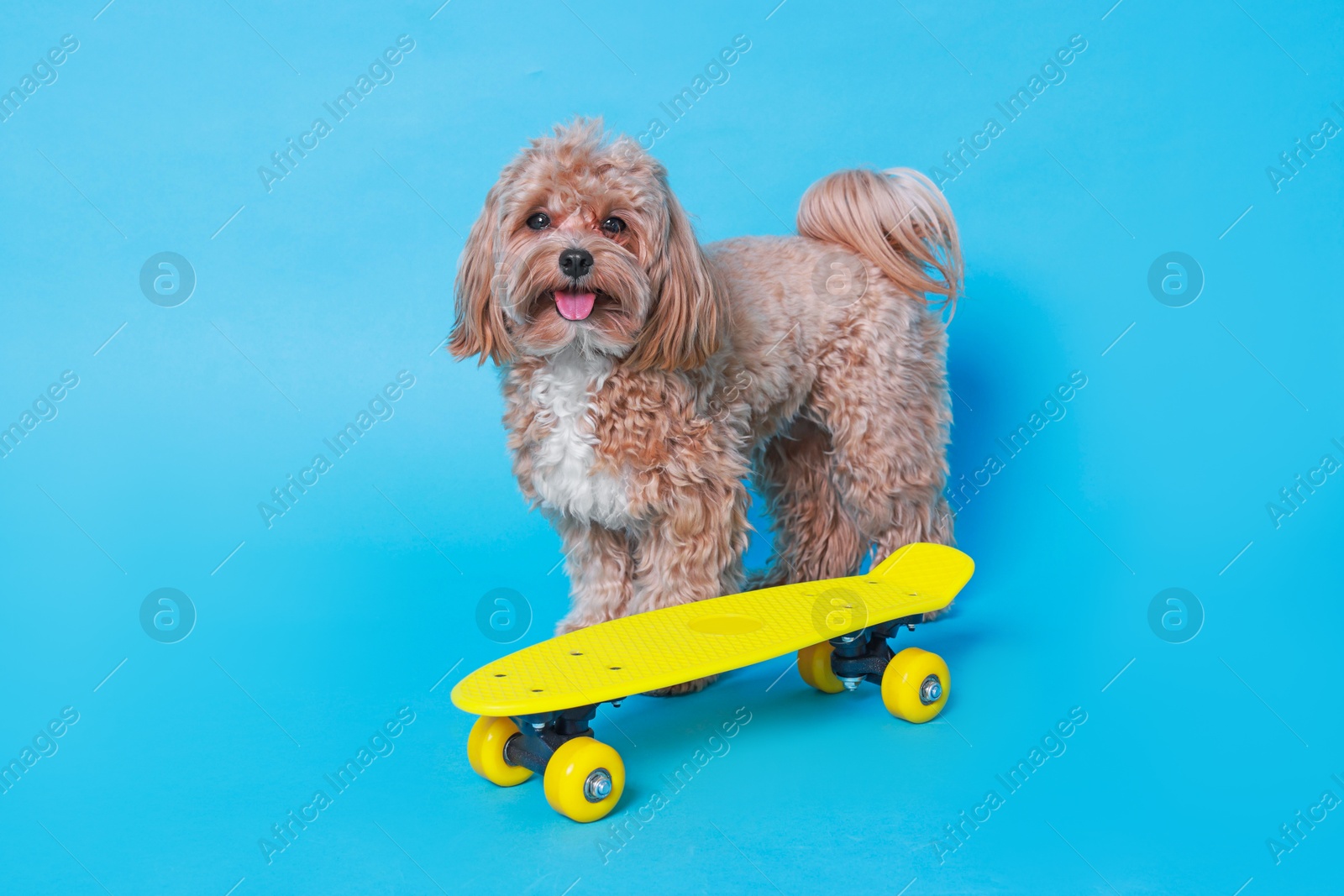 Photo of Cute Maltipoo dog with mini penny board against light blue background