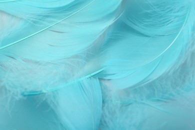 Photo of Beautiful turquoise feathers as background, top view