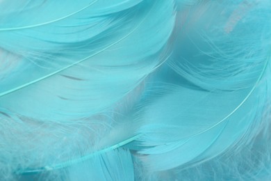 Photo of Beautiful turquoise feathers as background, top view