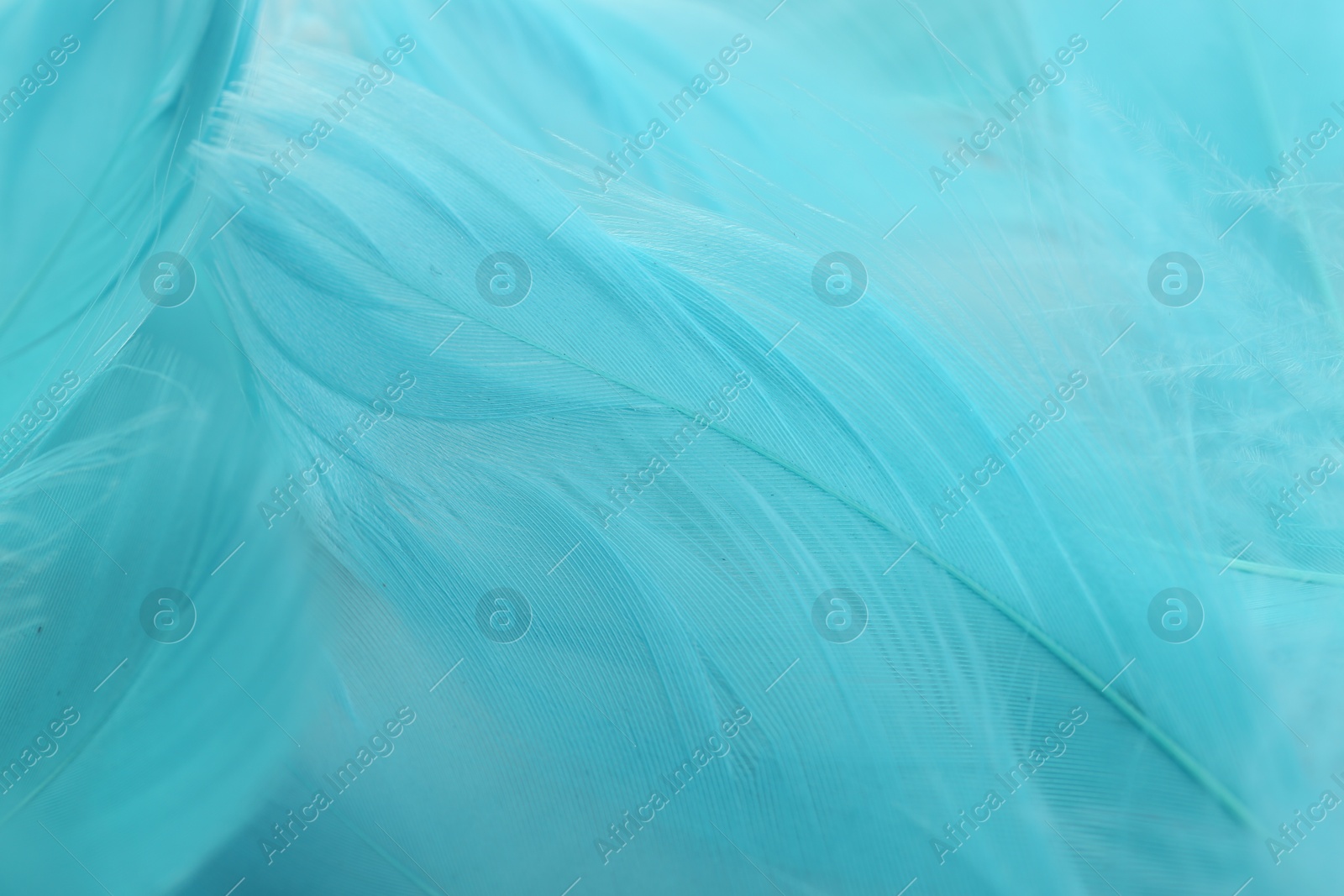 Photo of Beautiful turquoise feathers as background, closeup view