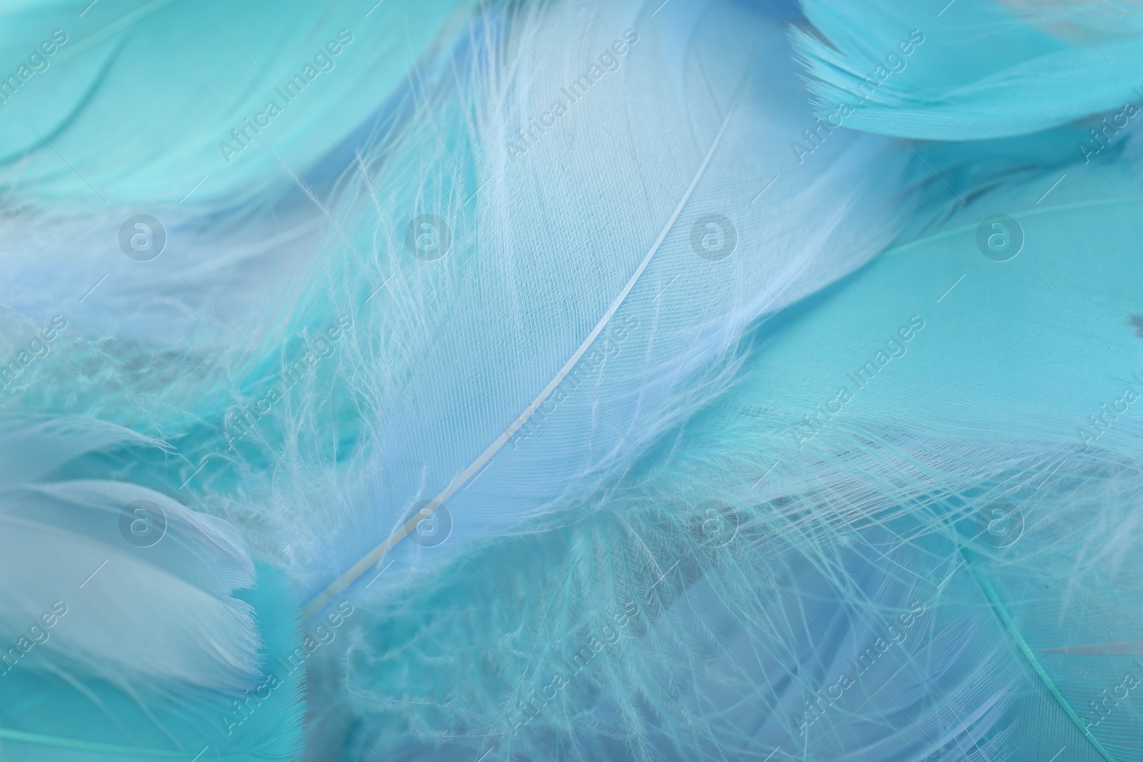 Photo of Many beautiful feathers as background, closeup view