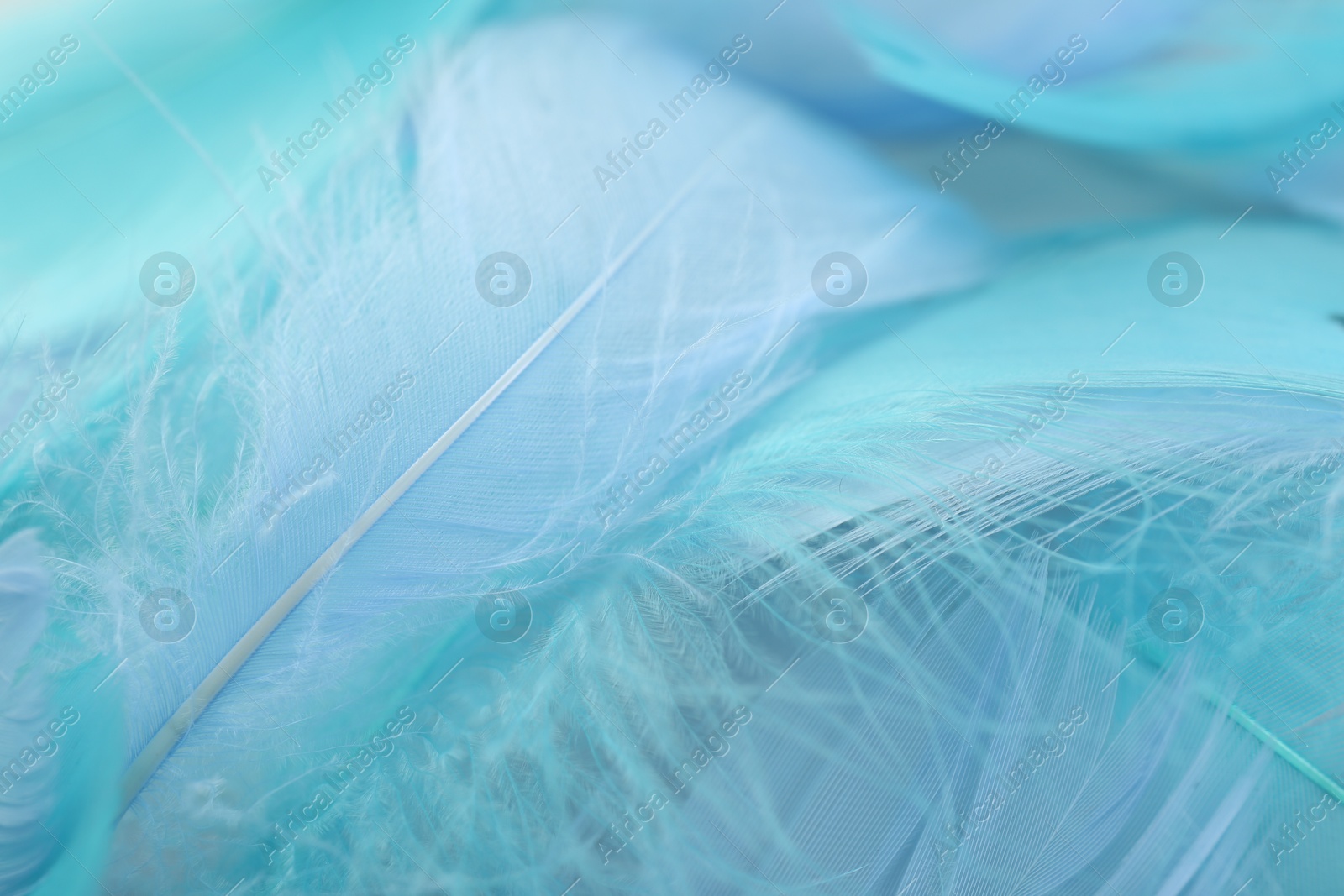 Photo of Many beautiful feathers as background, closeup view