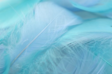 Photo of Many beautiful feathers as background, closeup view