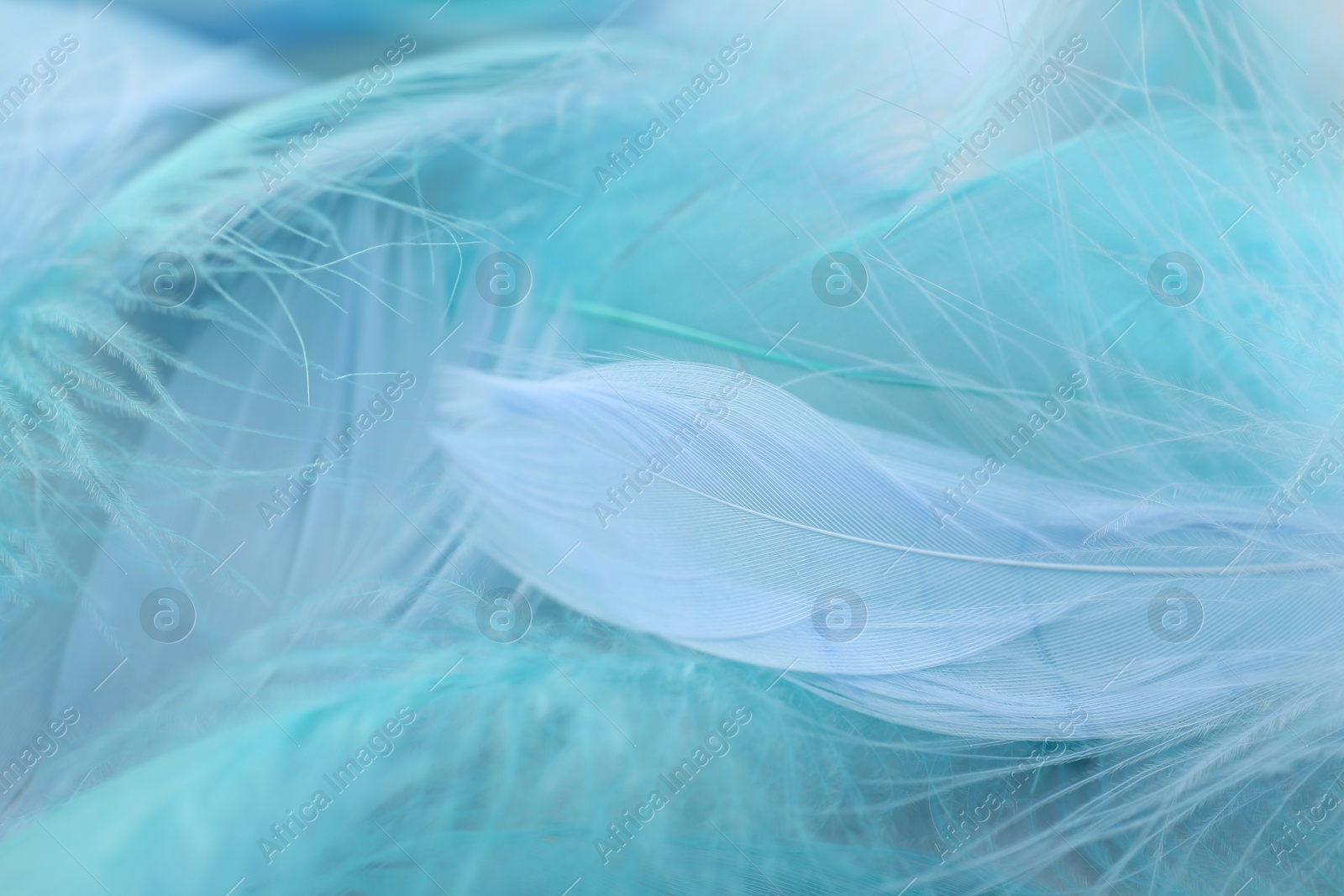 Photo of Many beautiful feathers as background, closeup view