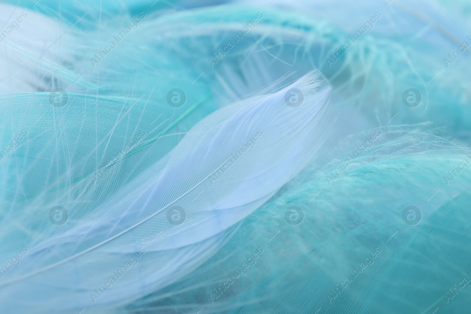 Photo of Many beautiful feathers as background, closeup view