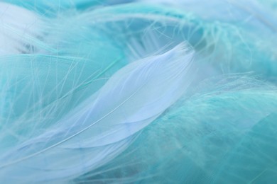 Many beautiful feathers as background, closeup view