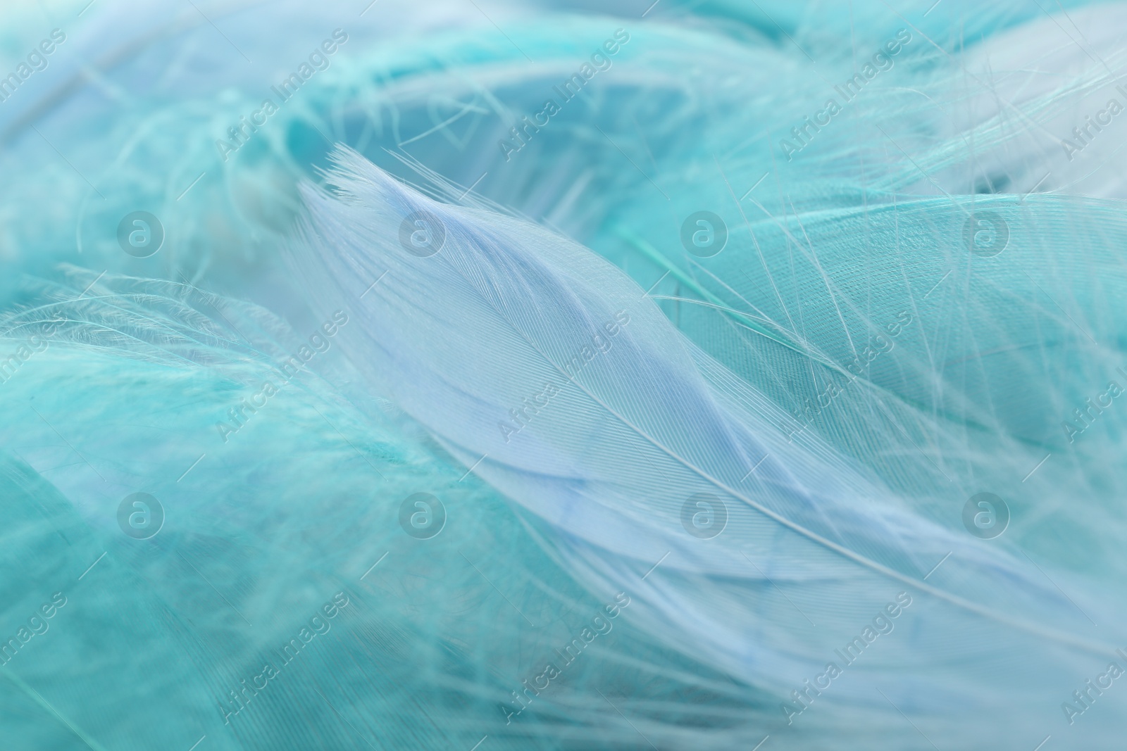 Photo of Many beautiful feathers as background, closeup view