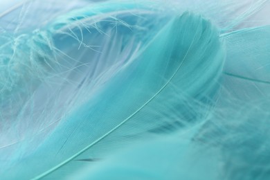 Photo of Many beautiful feathers as background, closeup view