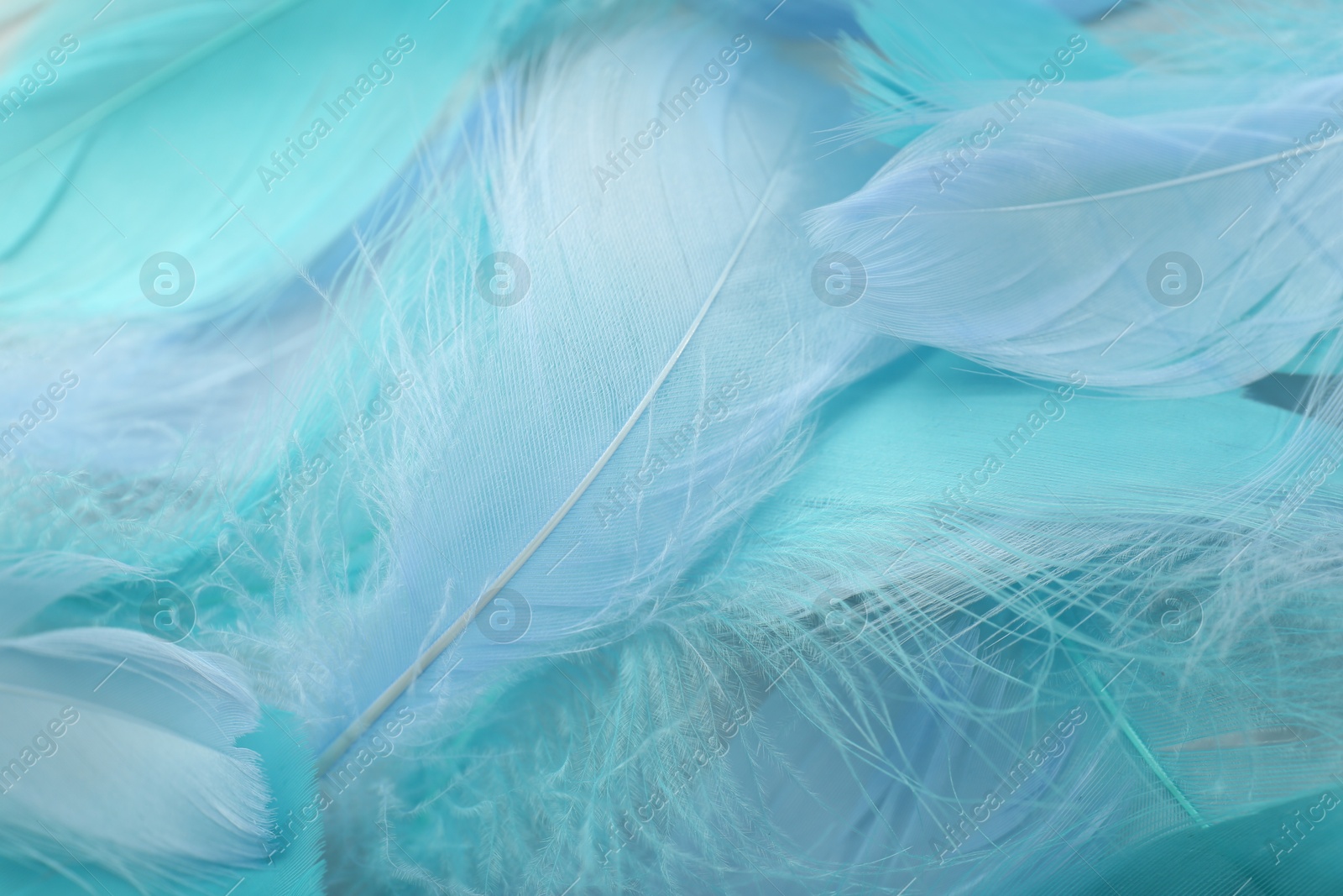 Photo of Many beautiful feathers as background, closeup view