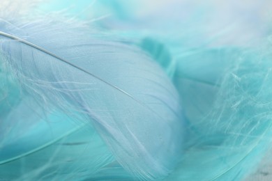 Photo of Many beautiful feathers as background, closeup view