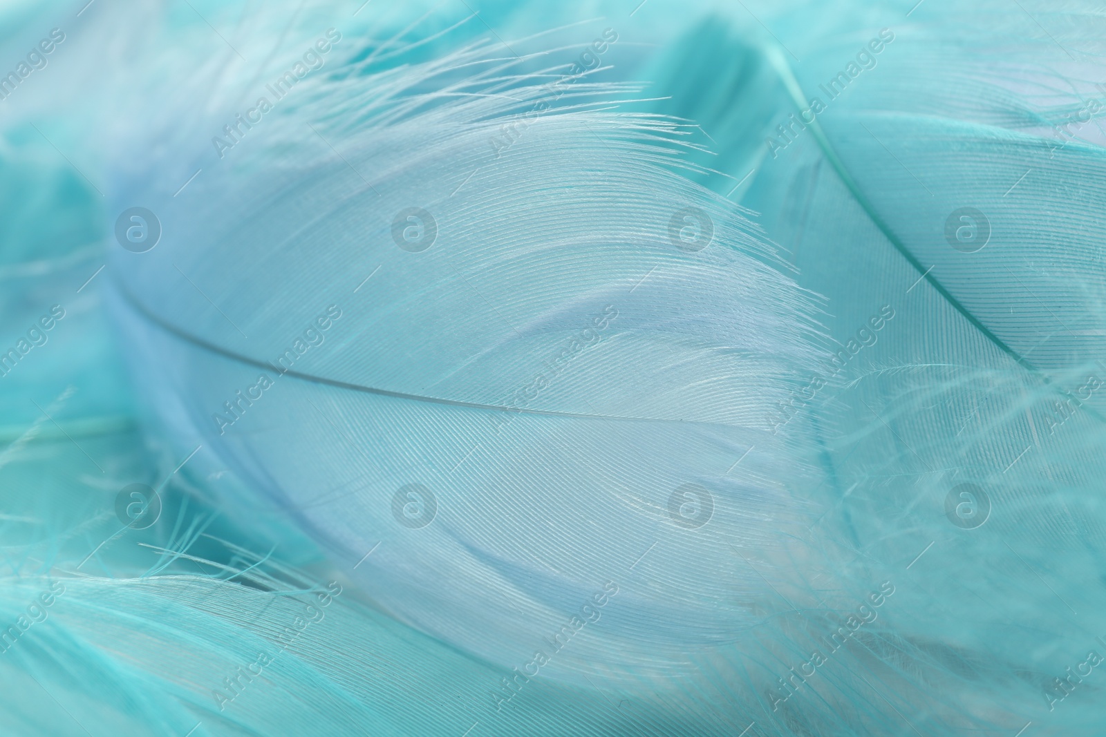 Photo of Many beautiful feathers as background, closeup view