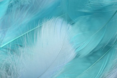 Photo of Many beautiful feathers as background, closeup view