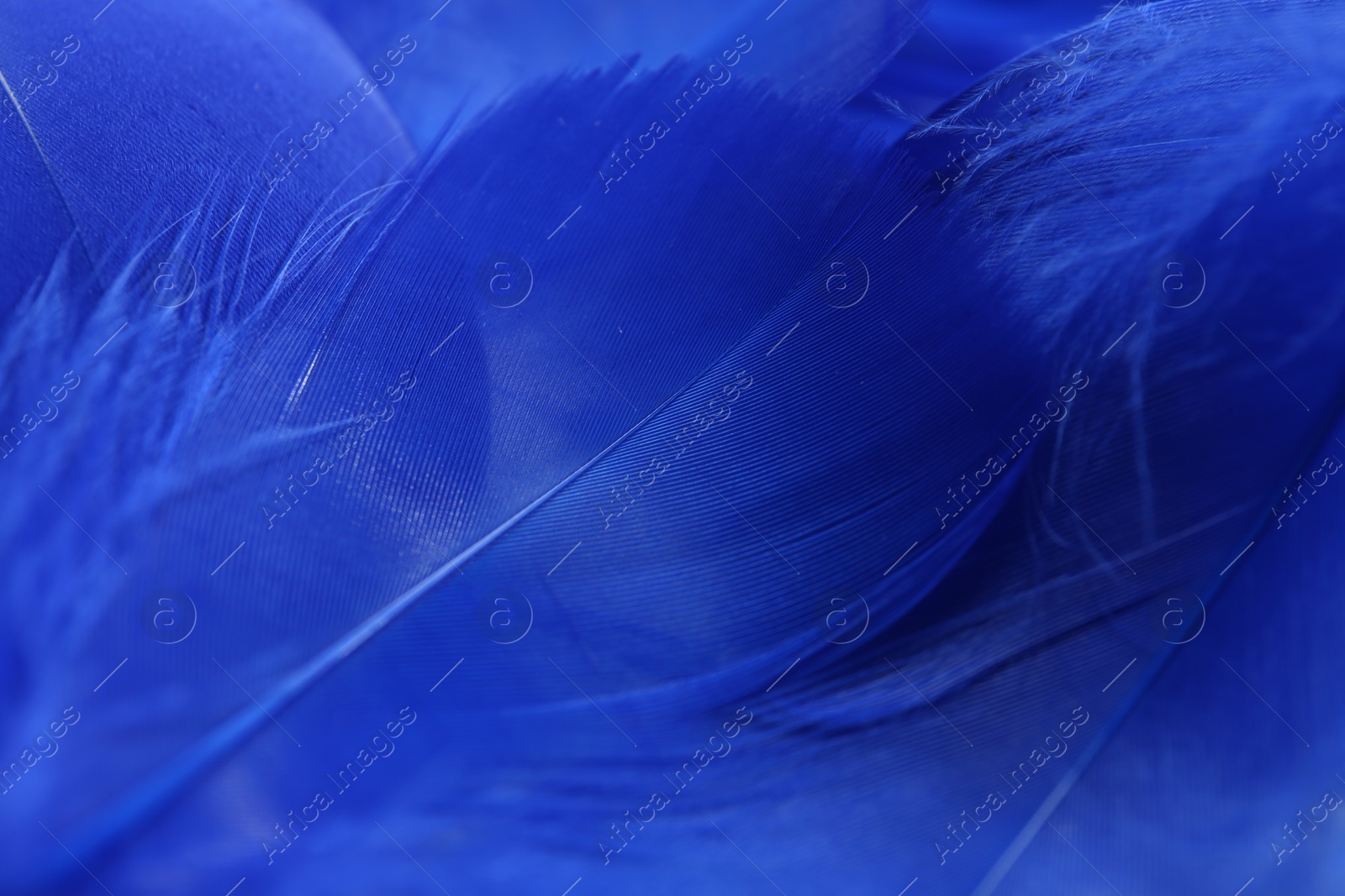 Photo of Beautiful blue feathers as background, closeup view