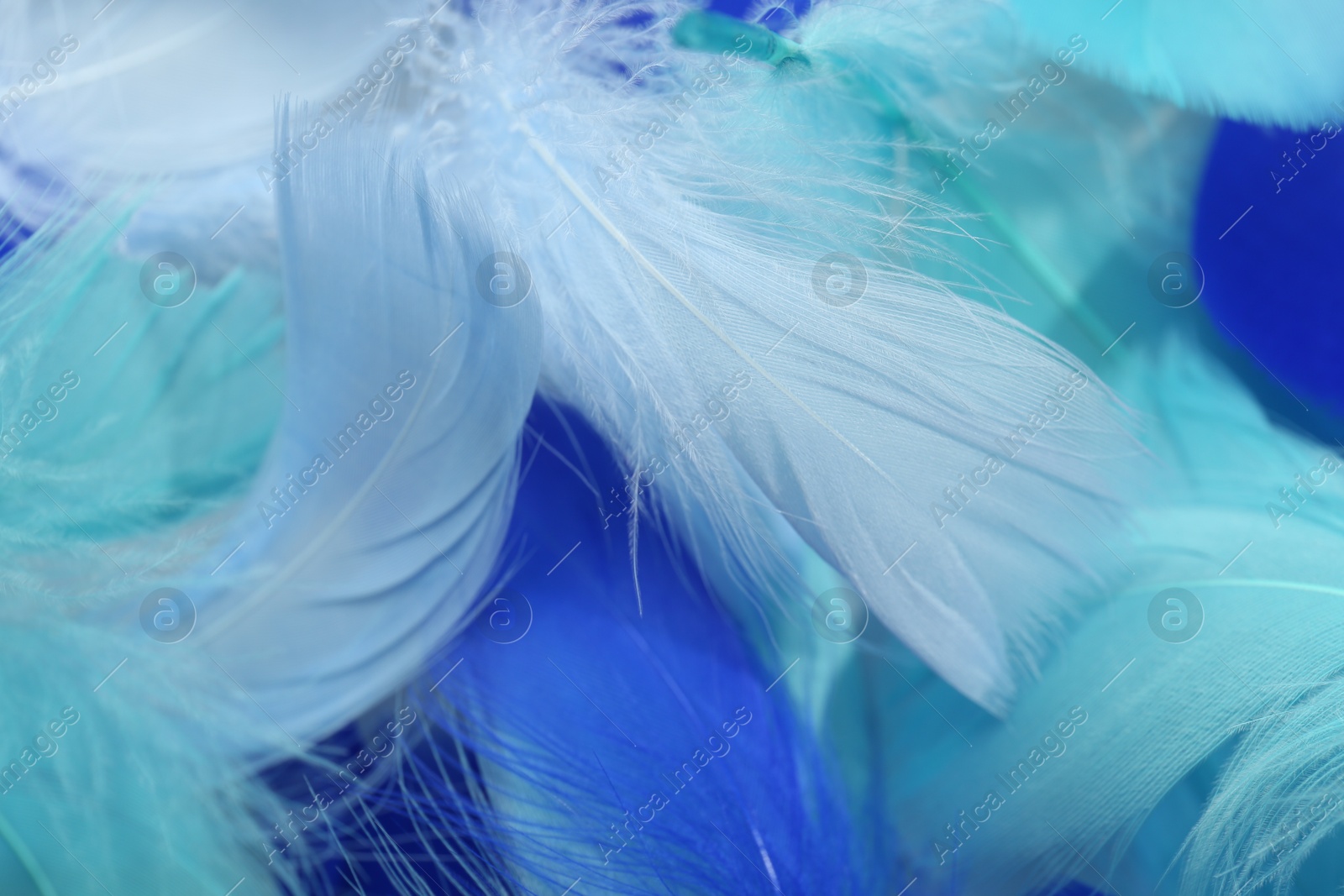 Photo of Many beautiful feathers as background, closeup view