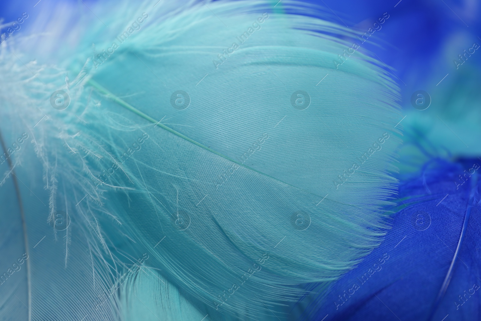 Photo of Many beautiful feathers as background, closeup view