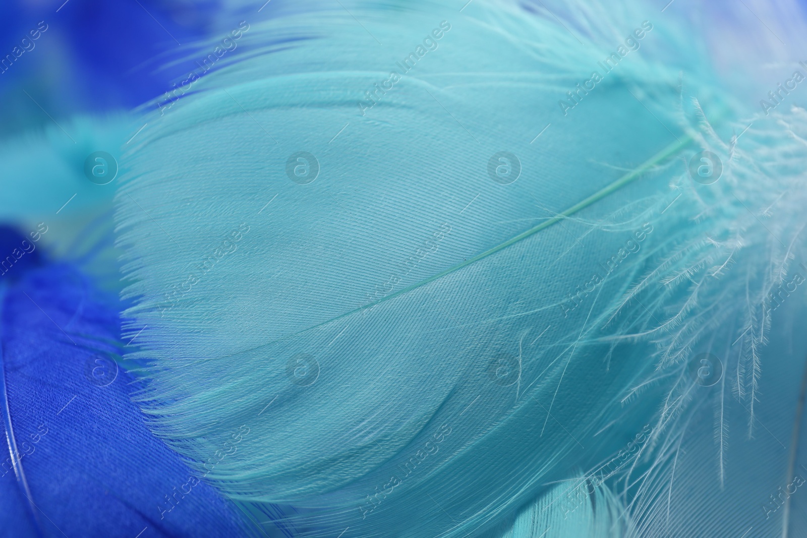 Photo of Many beautiful feathers as background, closeup view