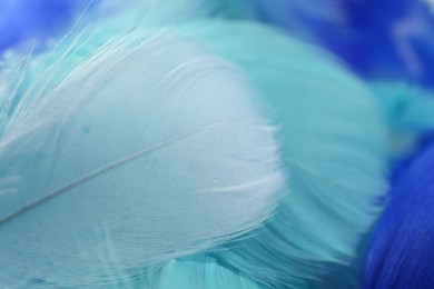 Many beautiful feathers as background, closeup view