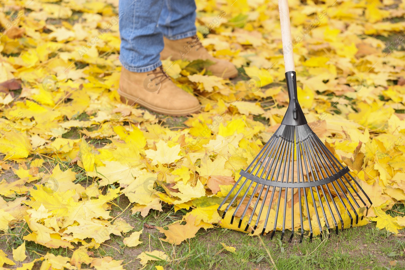 Photo of Man gathering fallen leaves with fan rake outdoors, closeup