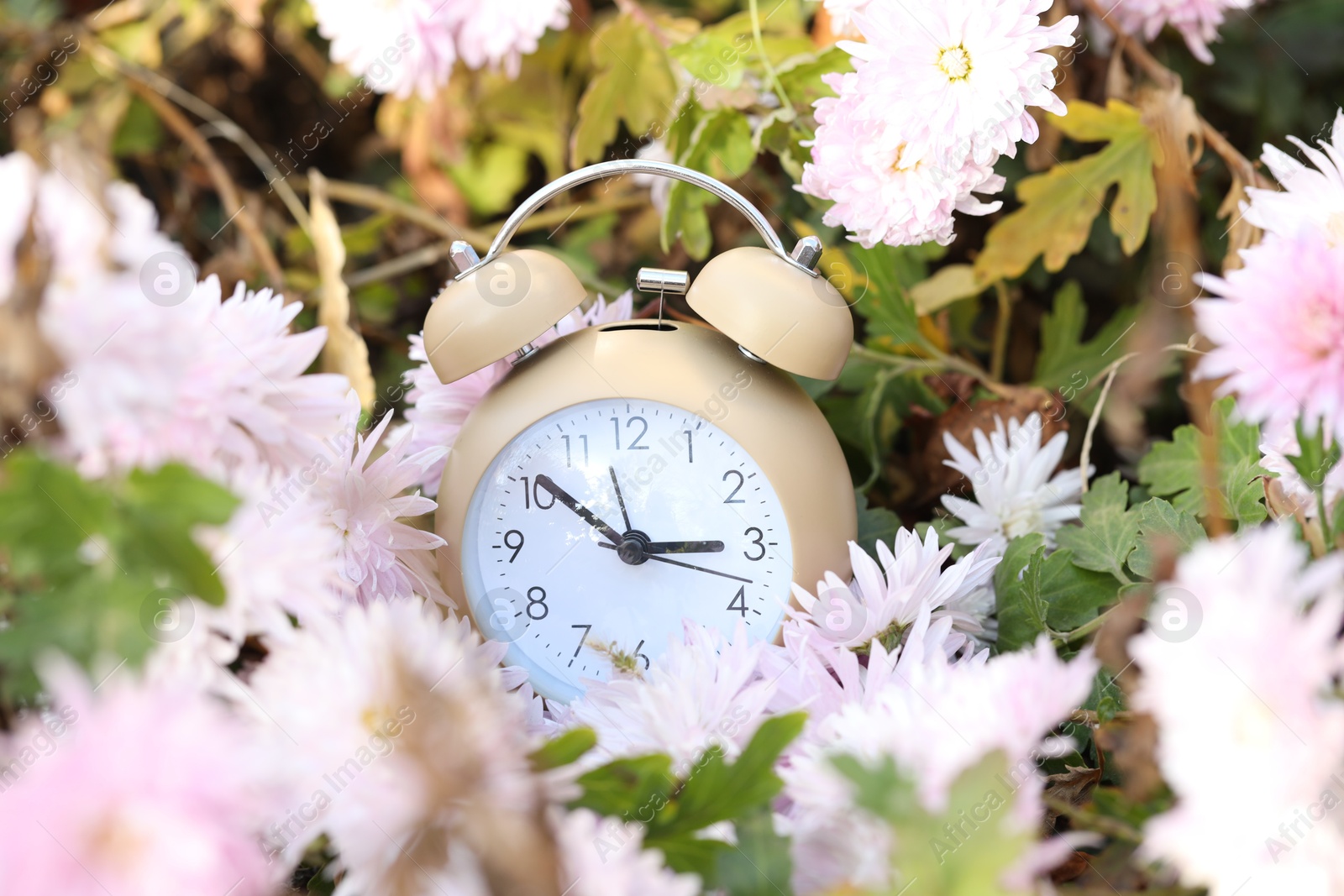 Photo of Autumn time. Alarm clock on chrysanthemum bush outdoors, closeup