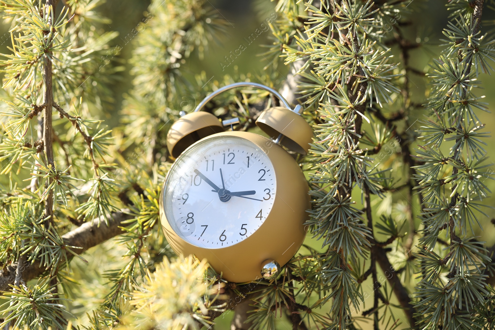 Photo of Autumn time. Alarm clock on cedar tree outdoors, closeup