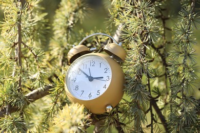 Photo of Autumn time. Alarm clock on cedar tree outdoors, closeup