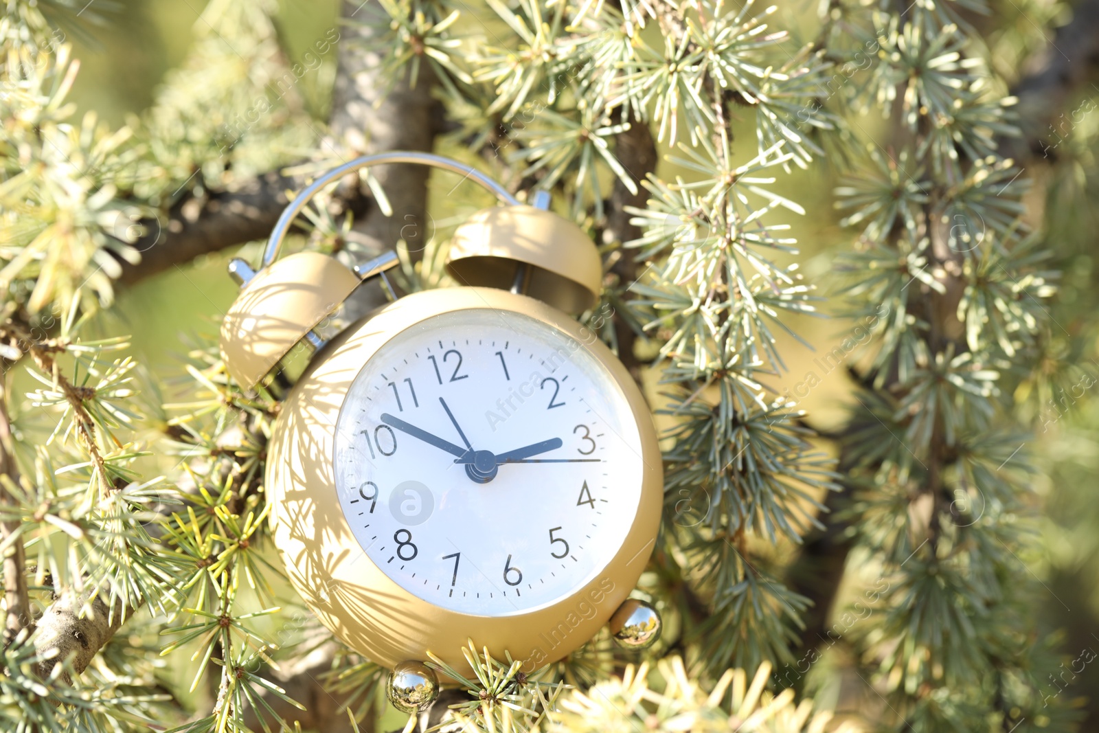 Photo of Autumn time. Alarm clock on cedar tree outdoors, closeup