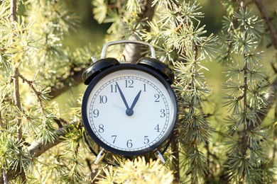 Photo of Autumn time. Alarm clock on cedar tree outdoors, closeup