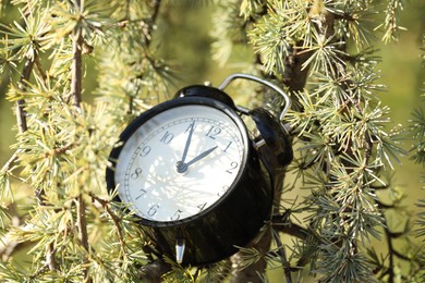 Photo of Autumn time. Alarm clock on cedar tree outdoors, closeup