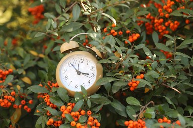 Photo of Autumn time. Alarm clock on firethorn bush outdoors, closeup