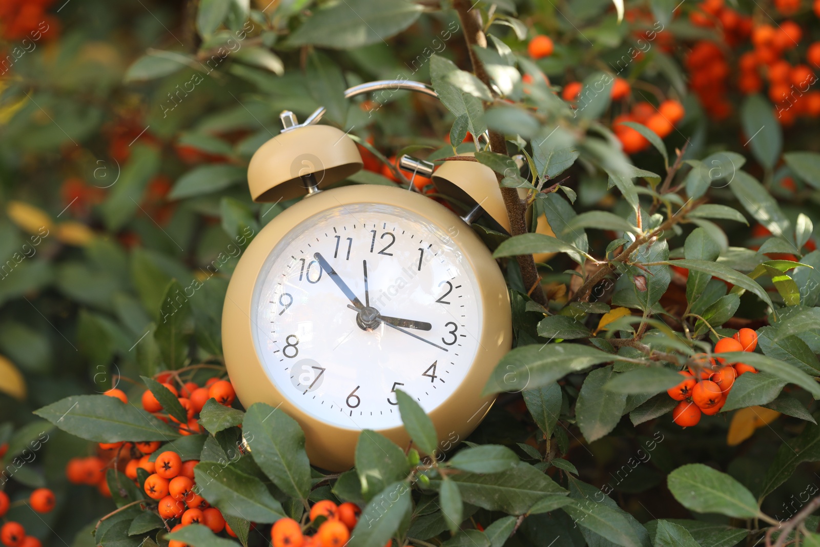 Photo of Autumn time. Alarm clock on firethorn bush outdoors, closeup