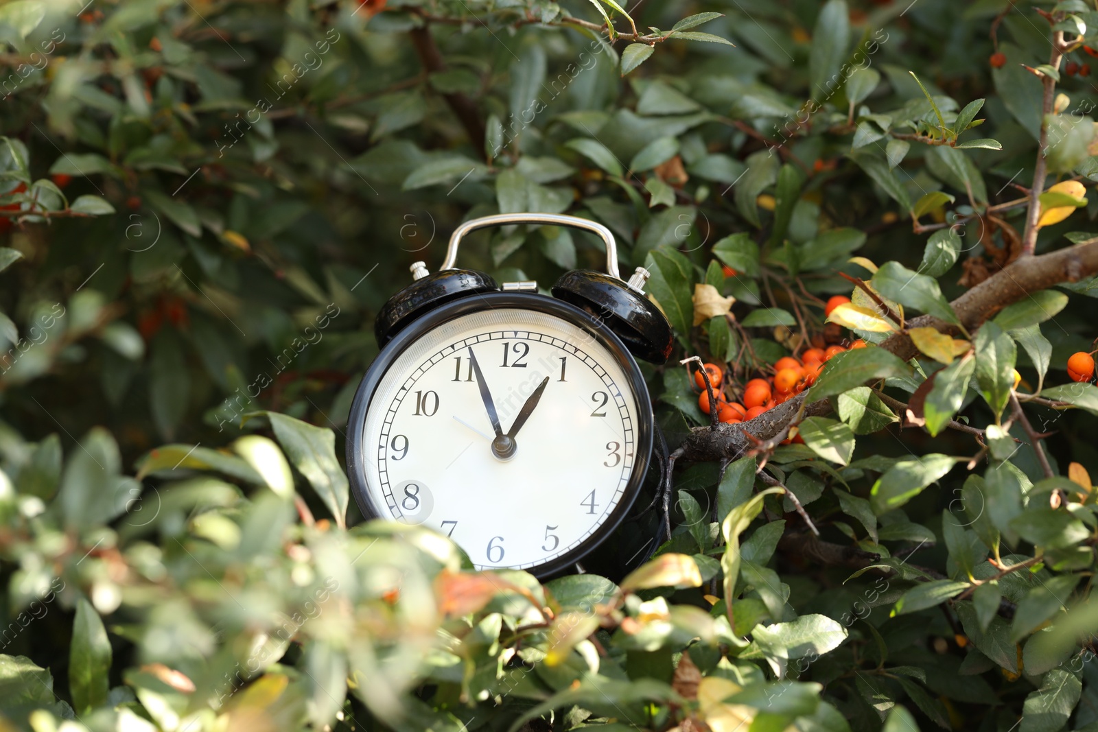 Photo of Autumn time. Alarm clock on firethorn bush outdoors, closeup