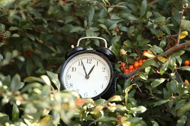 Photo of Autumn time. Alarm clock on firethorn bush outdoors, closeup