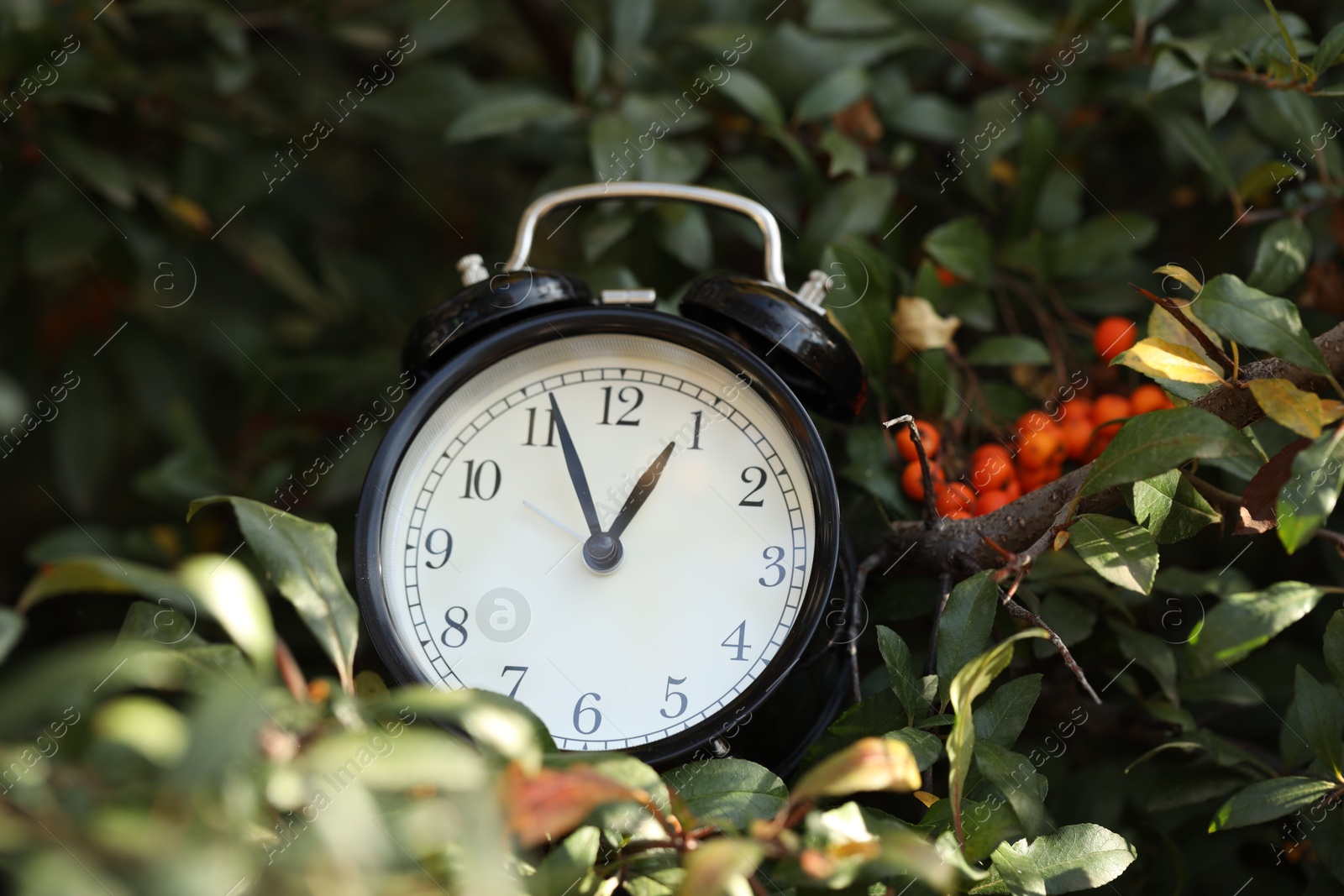 Photo of Autumn time. Alarm clock on firethorn bush outdoors, closeup