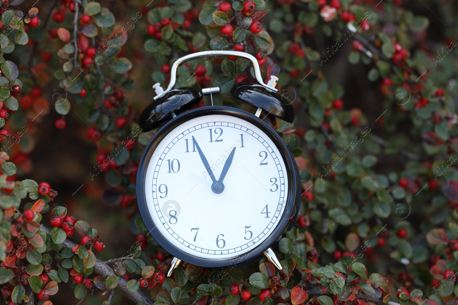 Photo of Autumn time. Alarm clock on cotoneaster bush outdoors, closeup