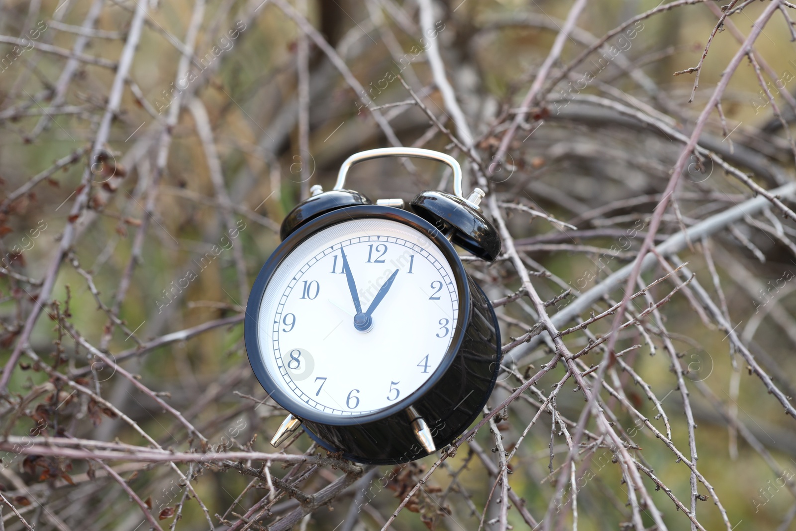 Photo of Autumn time. Alarm clock on tree branches in park, closeup