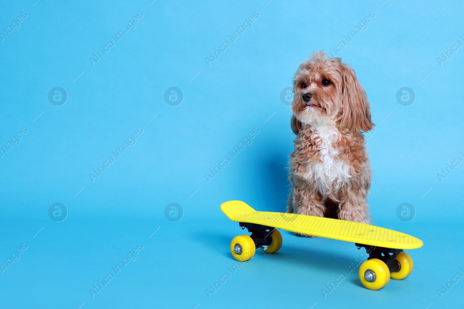 Photo of Cute Maltipoo dog with mini penny board against light blue background. Space for text