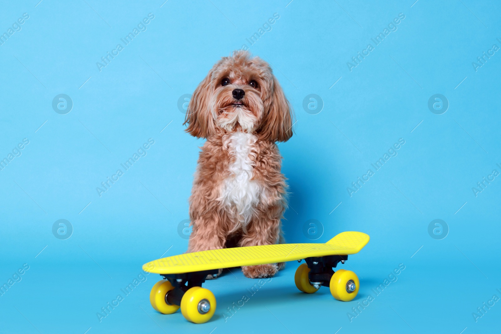 Photo of Cute Maltipoo dog with mini penny board against light blue background