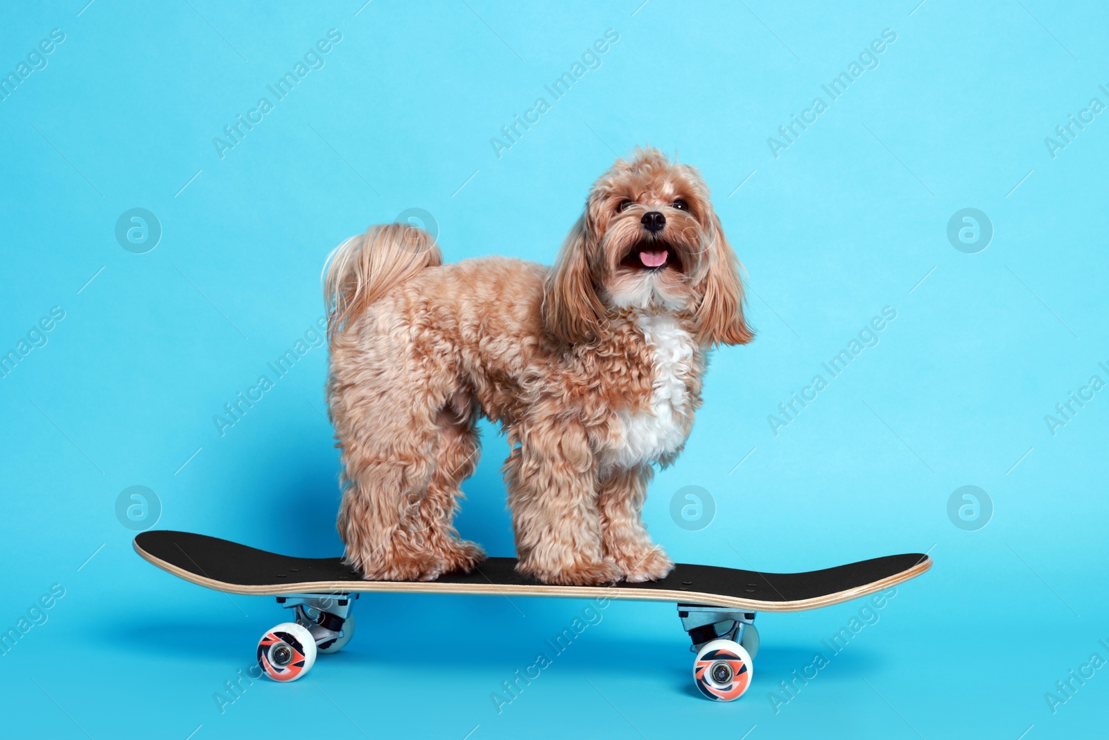 Photo of Cute Maltipoo dog on skateboard against light blue background