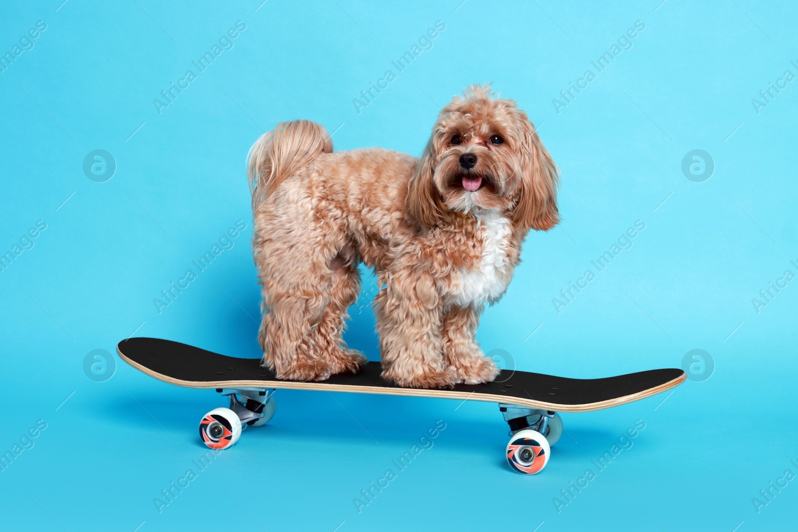 Photo of Cute Maltipoo dog on skateboard against light blue background