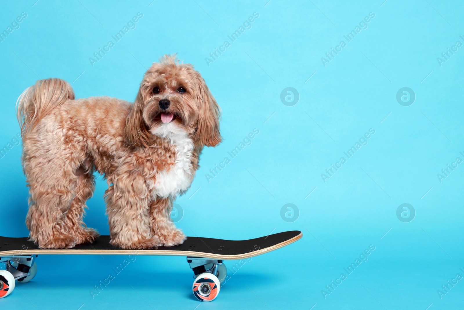 Photo of Cute Maltipoo dog on skateboard against light blue background. Space for text