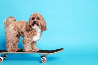 Photo of Cute Maltipoo dog on skateboard against light blue background. Space for text