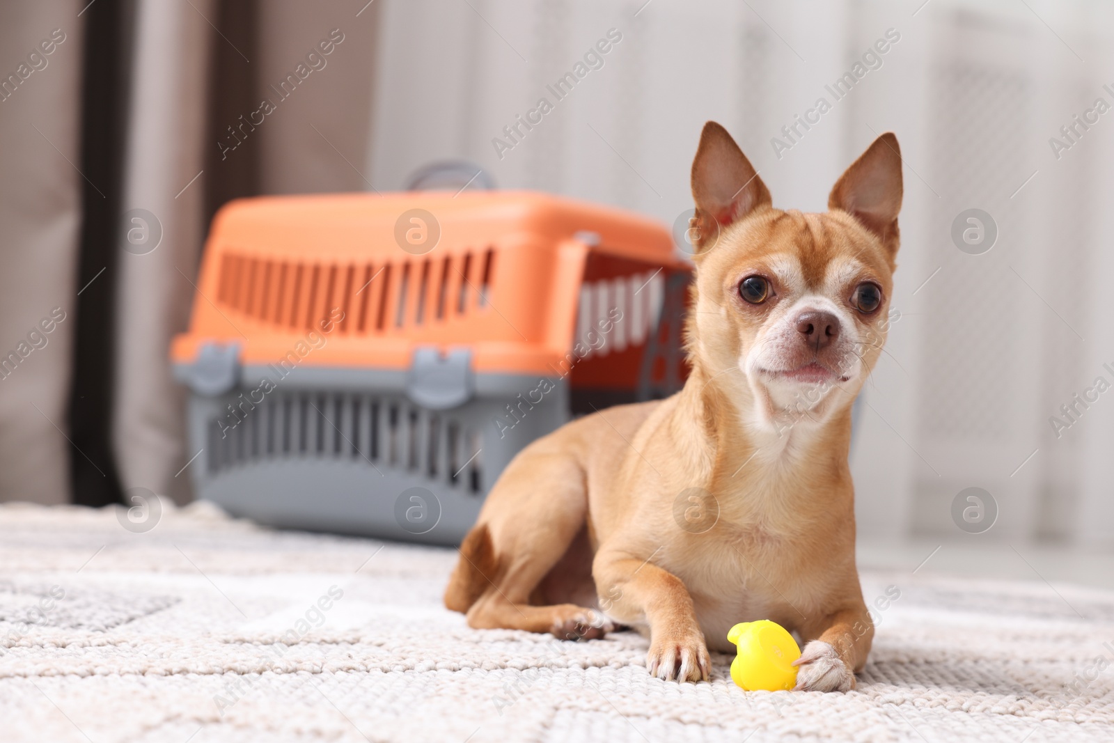 Photo of Adorable dog with toy and pet carrier on floor indoors, selective focus