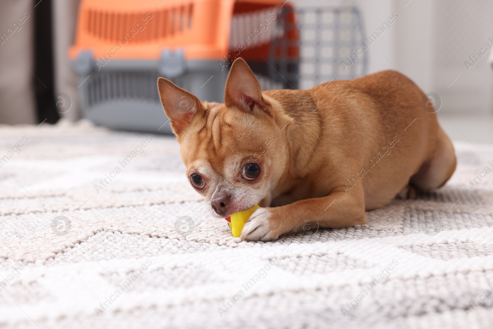 Photo of Adorable dog with toy and pet carrier on floor indoors, selective focus