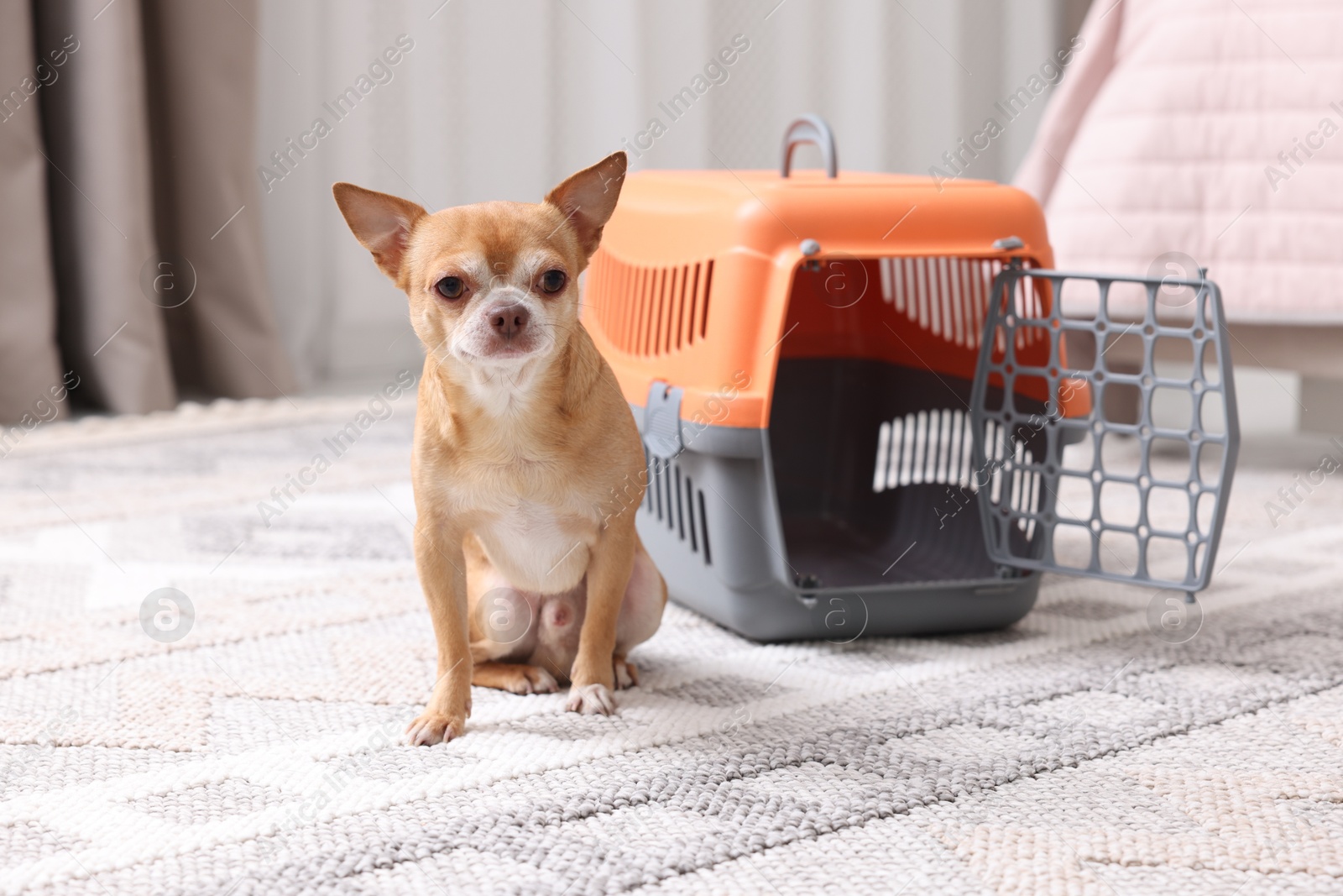 Photo of Adorable dog and pet carrier on floor indoors