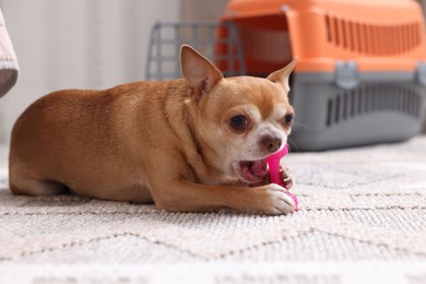 Photo of Adorable dog with toy and pet carrier on floor indoors, selective focus