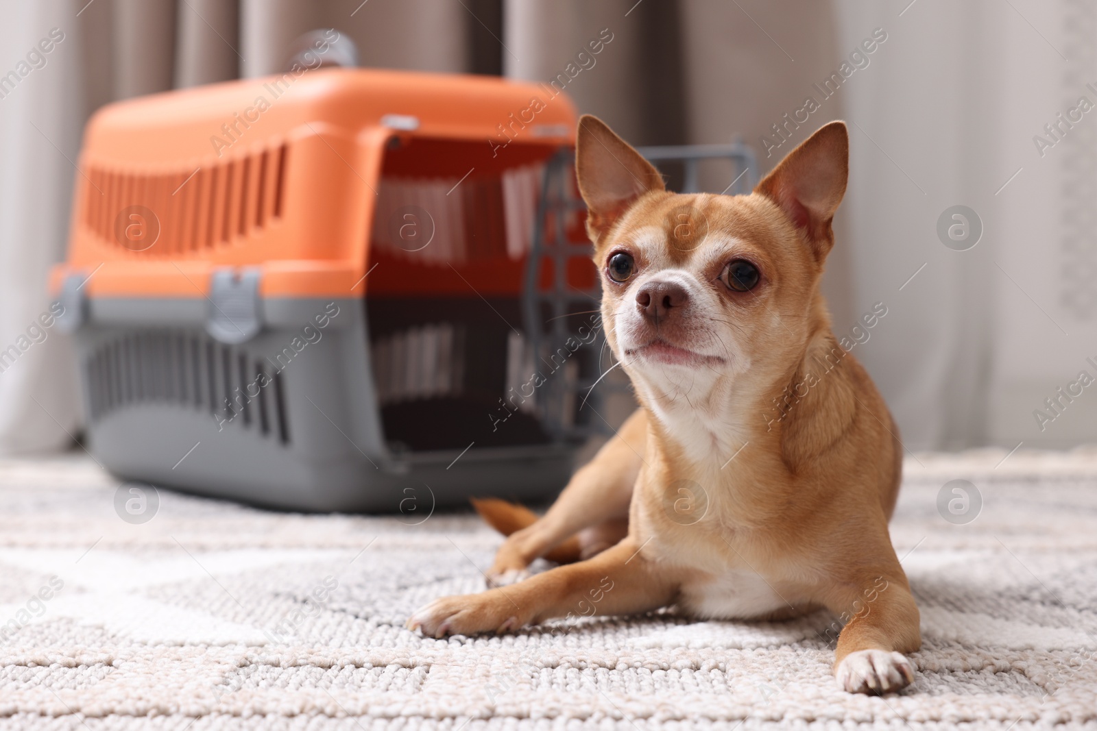 Photo of Adorable dog and pet carrier on floor indoors, selective focus