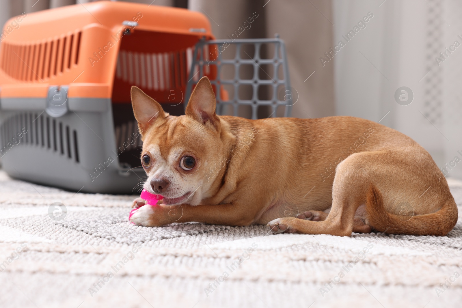 Photo of Adorable dog with toy and pet carrier on floor indoors, selective focus