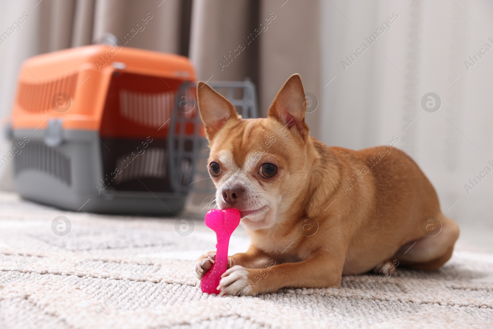 Photo of Adorable dog with toy and pet carrier on floor indoors, selective focus