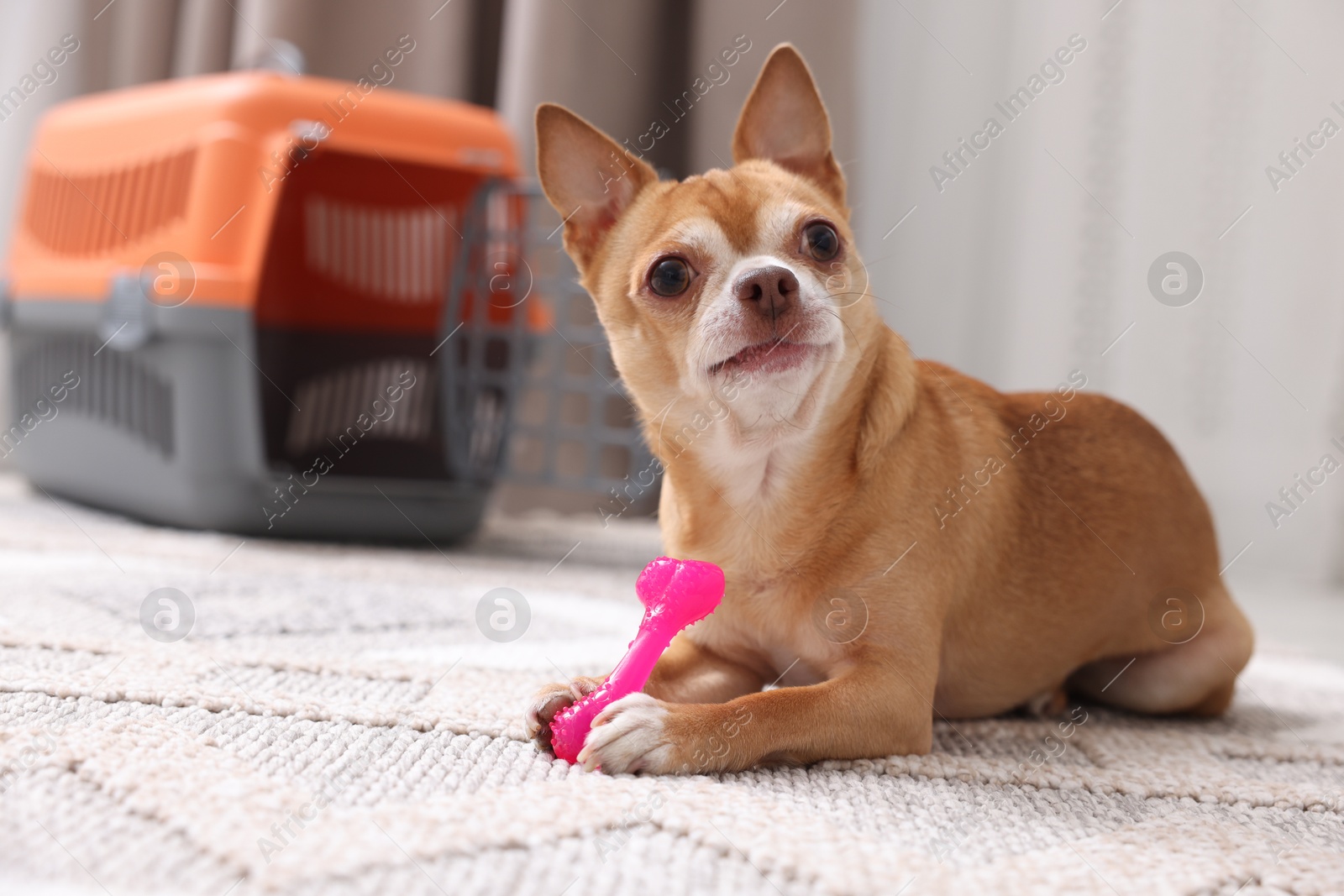 Photo of Adorable dog with toy and pet carrier on floor indoors, selective focus